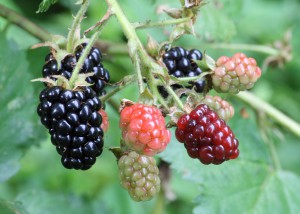 1280px-Ripe,_ripening,_and_green_blackberries